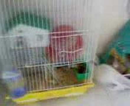 Ciufy the Clockwork Hamster