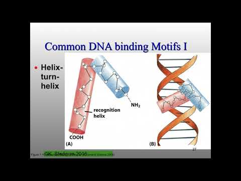 Dr. David Farrell Molecular Biology - W20 Final Review