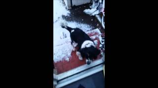 Charlie in the garden