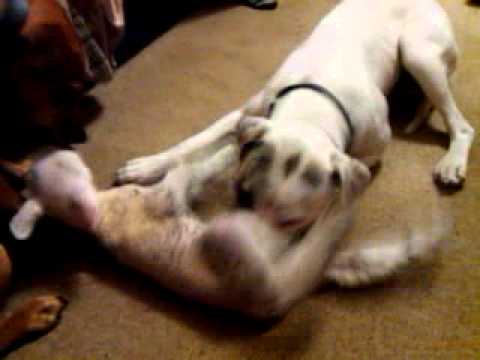 New lamb rejected by mum being cared for by our dogs