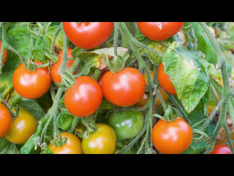, title : 'Saving Tomato Seeds: How to Prepare and Store Seeds from Your Tomato Plants'