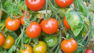 Saving Tomato Seeds: How to Prepare and Store Seeds from Your Tomato Plants