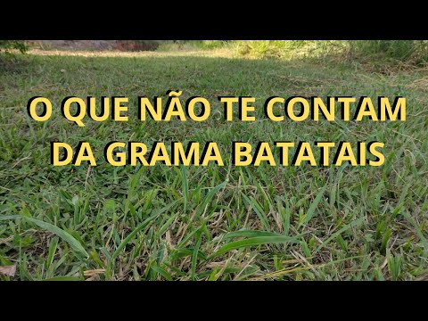 Grama batatais e suas qualidades