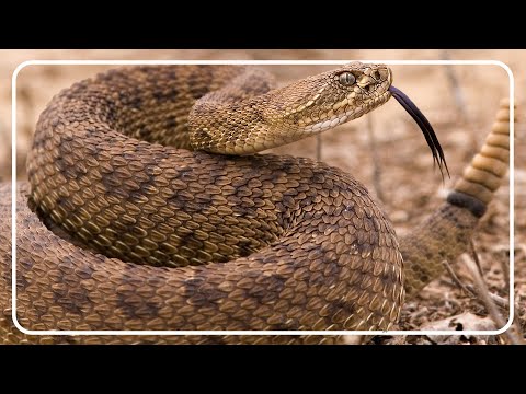 Exploring The Real Jurassic Park