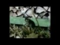 Funny Video Of Cats And A Very New 2009