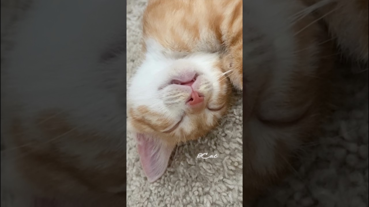 Just an Angel 🐾  天使の寝姿🪽 #cat #kitten #sleepycat #cat #catlover #shorts