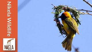 Watch a Weaver Bird build a nest in a single day