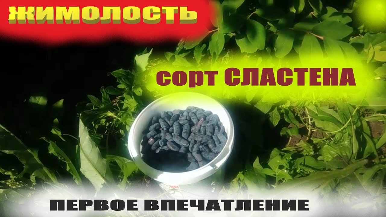 Жимолость садовая сорт Сластена.Первая ягода и первое впечатление
