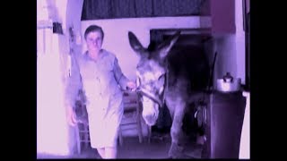 asini-non-piu-a-rischio-estinzione-in-italia