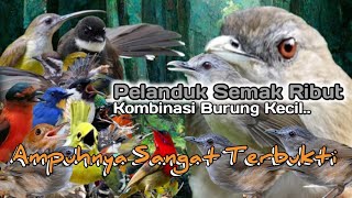 Download lagu Suara Pikat Burung Pelanduk Semak Ribut. Kombinasi Burung Kecil. Sudah Jelas Ampuh.. mp3
