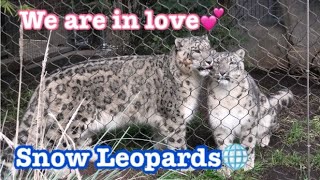 Download lagu Snow Leopard 🧡 In Love💕 Ramil & Naphisa ♥️  ユキヒョウの恋模様💓　ラミールとナフィサ　San Diego Zoo mp3