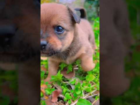 anjing lucu sekali #viralvideo #shortvideo #anjinglucu #lucu