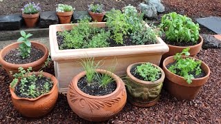 How to Plant a Culinary Herb Garden! DIY Kitchen Garden
