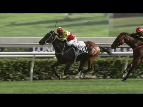 12/12/2021 (248) California Spangle - Matthew Chadwick