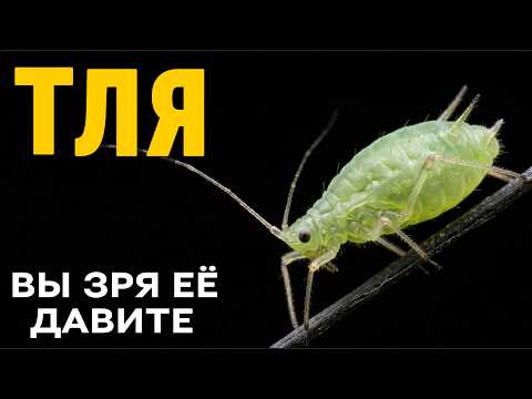 Тля: самое недооценённое существо на планете — полный разбор