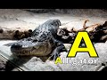 ALPHABET ANIMALS PHONICS ALPHABET SONG REPTILES AMPHIBIANS EDUCATIONAL KIDS VIDEO SCIENCE
