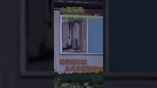 #short 窓下に顔が映り込んだ…心霊スポットにて撮れたガチ写真 #ショート #おすすめ #心霊 #ホラー #怖い #ブルーマイズ