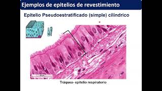UC8- Epitelios de revestimiento-histología 2026