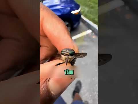 Această muscă uriașă este dușmanul cailor 🤯🐛