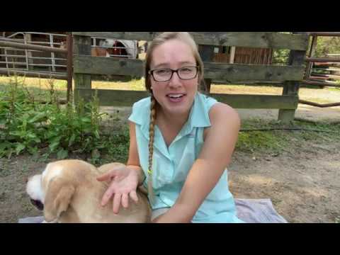 Yin Tang Acupressure Point | Natural Calming for Pets