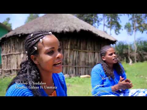 Jiituu Daanyee (Karamarraa) New Ethiopian Oromo music - Haabaabilee - 2021 official video