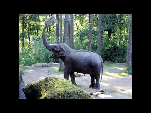 Elephants trumpet angrily