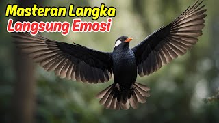 Download lagu Masteran Suara Burung Murai Batu Dicari Juri mp3 Download lagu Masteran Suara Burung Murai Batu Dicari Juri mp3