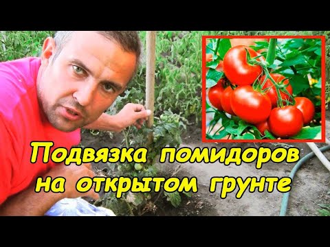 , title : 'Как подвязать помидоры в открытом грунте'