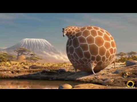 If animals eat fast food