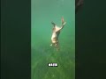 Diving Dog Amazing Underwater Swimming