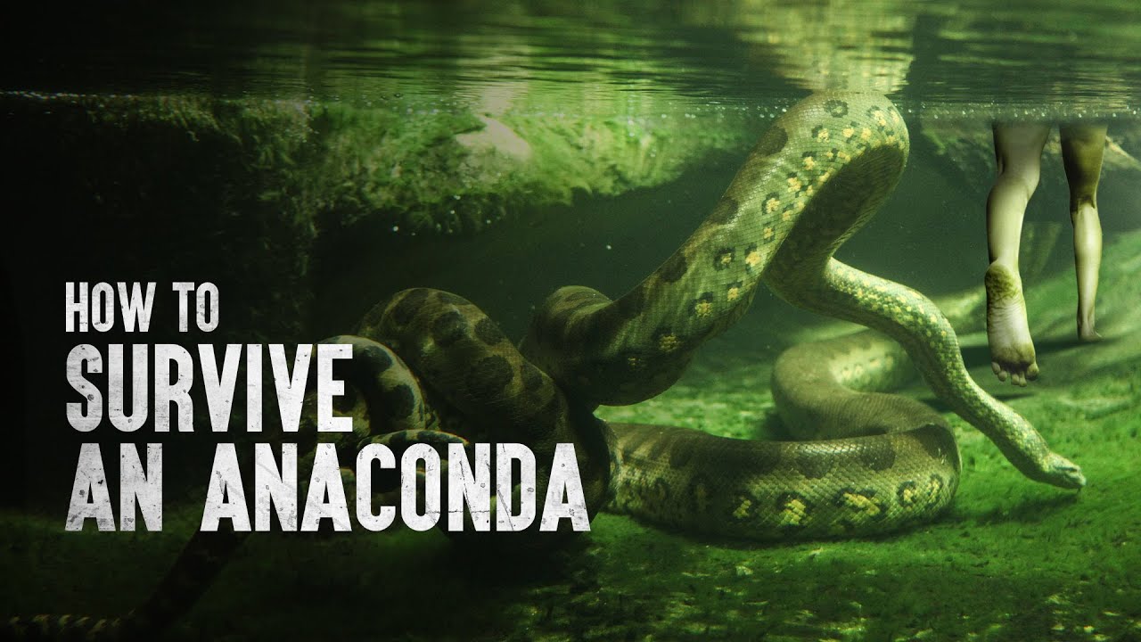 How to Survive an Anaconda Attack