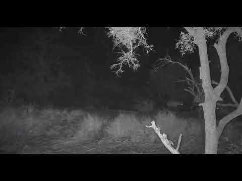 Djuma: Two Hyenas on the dam wall - 03:12 - 08/15/20