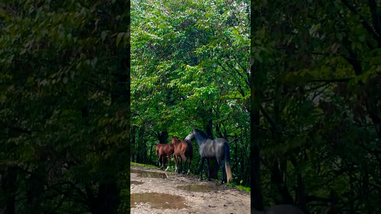 Title: “Majestic Wild Horses Roaming Free 🐎✨”