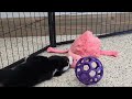 Miniature Bernese Mountain Dog dogs for sale: Sawyer - Video 1