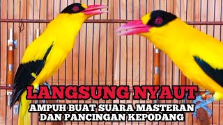 Download lagu KICAUAN KEPODANG EMAS GACOR COCOK BUAT MASTERAN KEPODANG & PANCINGAN SEMUA JENIS BURUNG KEPADANG mp3