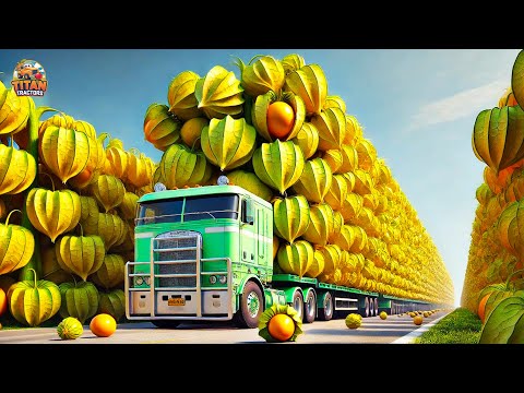 Farmers Harvest and Pack Golden Berries This Way: Processing Factory