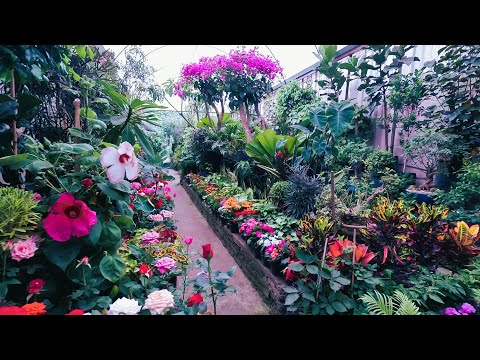Un paseo por el mercado de plantas y flores en Viveros Coyoacán Ciudad de México 🇲🇽