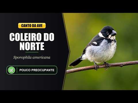 Kňažík golierikatý (Sporophila americana) — video o speve a chove