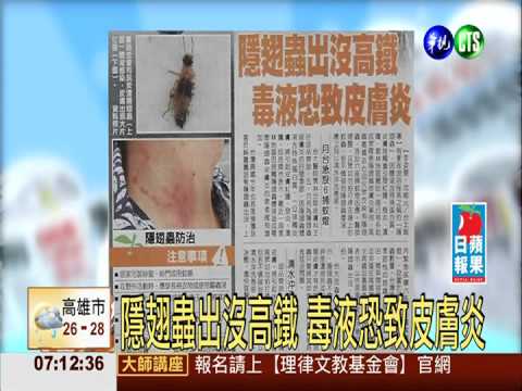 隱翅蟲出沒高鐵 毒液恐致皮膚炎