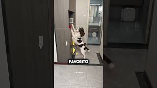 Este perro hace TODO solo… no vas a creerlo 😳🐶