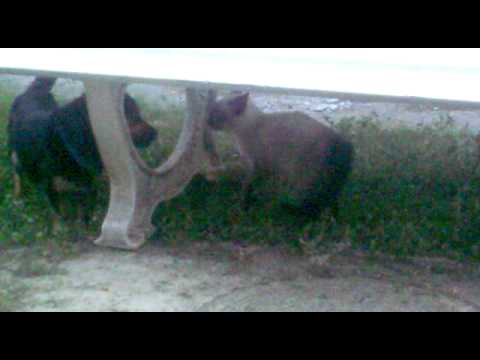 Lucija protiv Charline :)