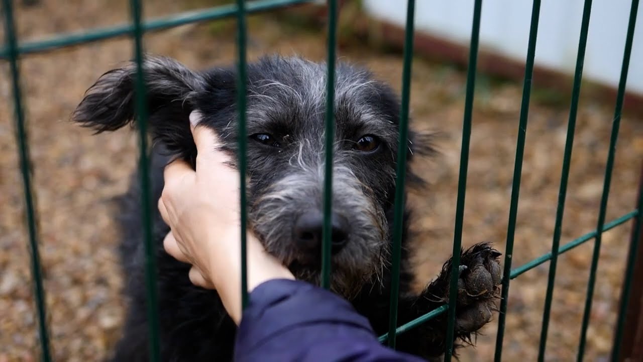 Կենդանիների նկատմամբ դաժան վերաբերմունքը քրեորեն պատժելի է