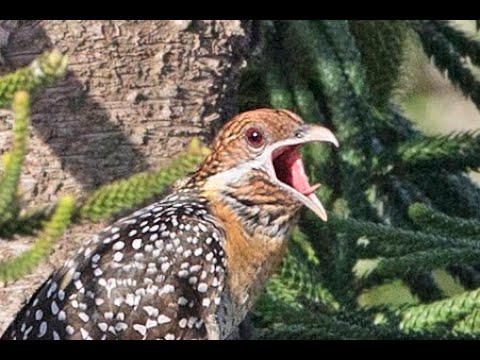 Eastern Koel as seen in the Hunter Valley NSW