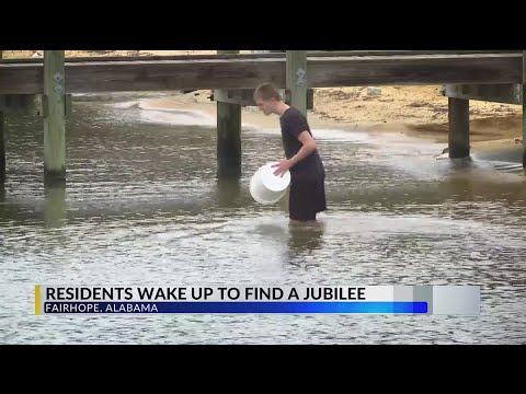 Jubilee brings fish to shore in Fairhope; rare phenomenon only seen in Mobile Bay and Tokyo