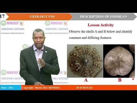 IP-SC Geology USS Lesson 42 Description of Fossils 9, Phylum Brachiopoda