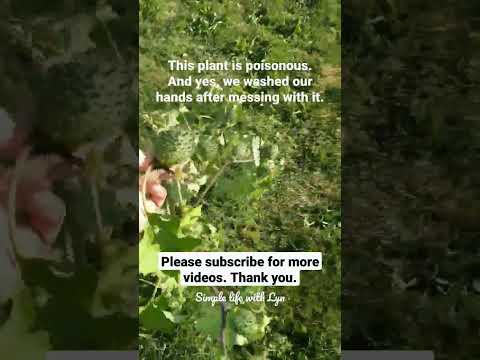 Pull it out if you spot any in your yard. #garden #gardening #poisonous #plants #jimsonweed