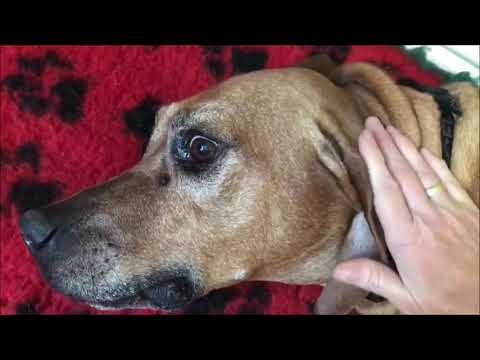 Mild Canine Epileptic Seizure
