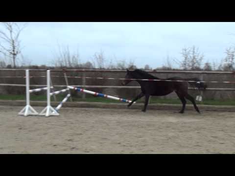 3j. Holsteiner Stute v. Canto - Romino - Lord zu verkaufen - for sale