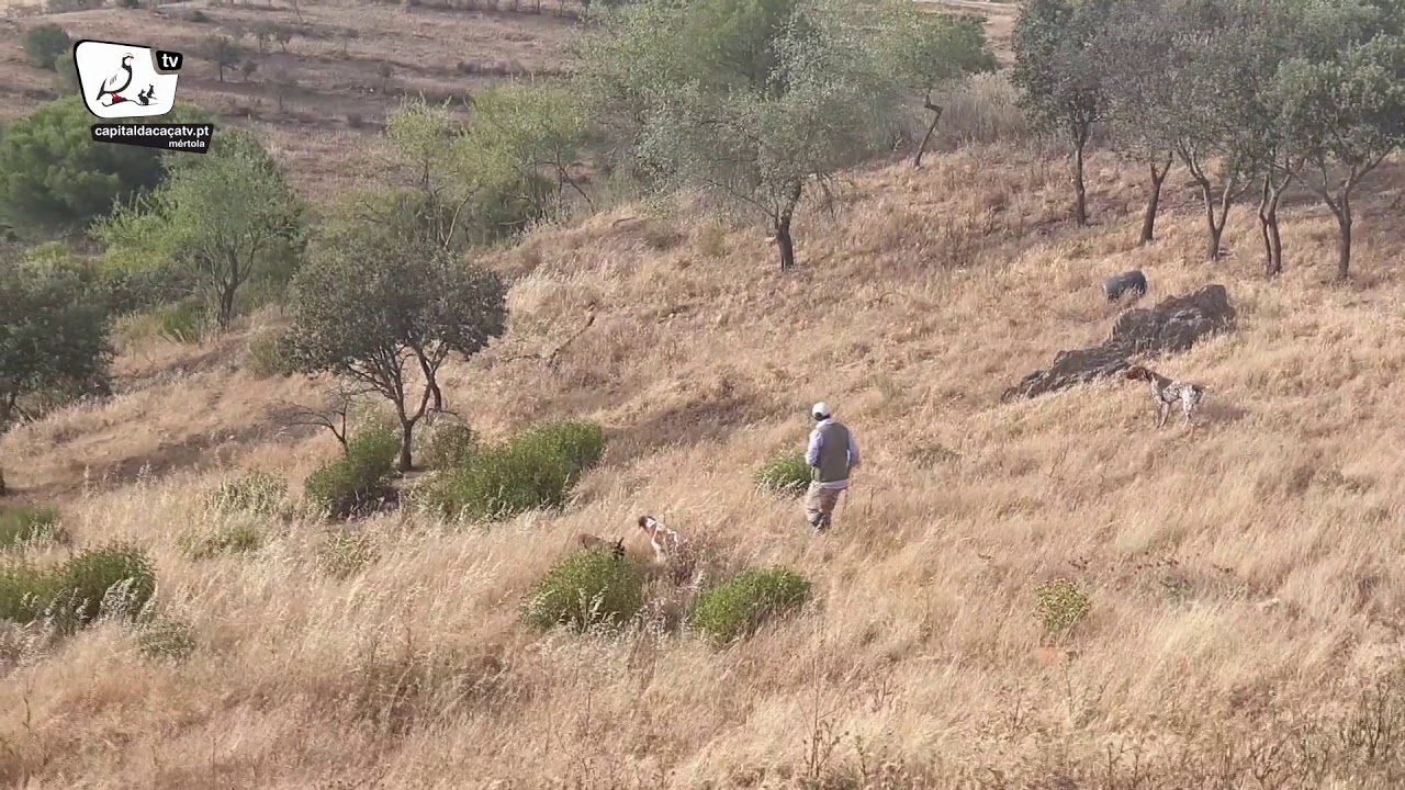 Ação de formação "Cães de Caça Menor": 3 cães "parados"