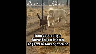 Lion Kisses Dog Foots Attitude And  Heart Touching